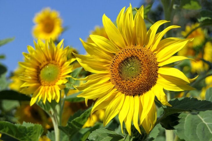 sunflowers-3526901_1280 sunflowers-3526901_1280