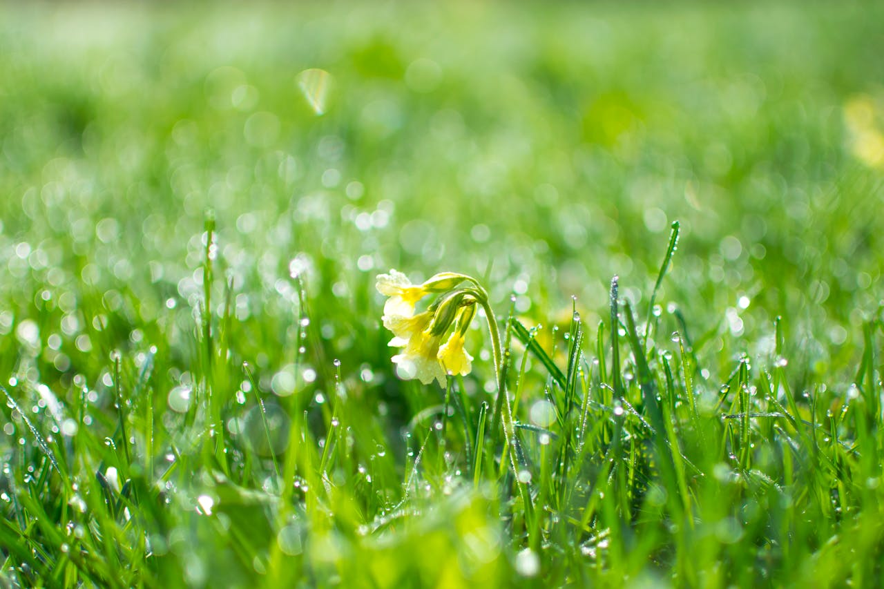 single yellow flower in a dew-covered meadow symbolizing life cycle assessment